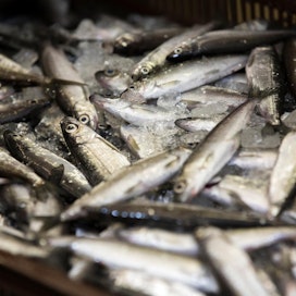 Jos muikun mädin arvo lasketaan muikkusaaliiseen mukaan, muikku on edelleen kaupallisesti arvokkain kala. Muikku ja kuha muodostivat kolme neljännestä sisävesien kaupallisen kalastuksen kalansaaliin arvosta.