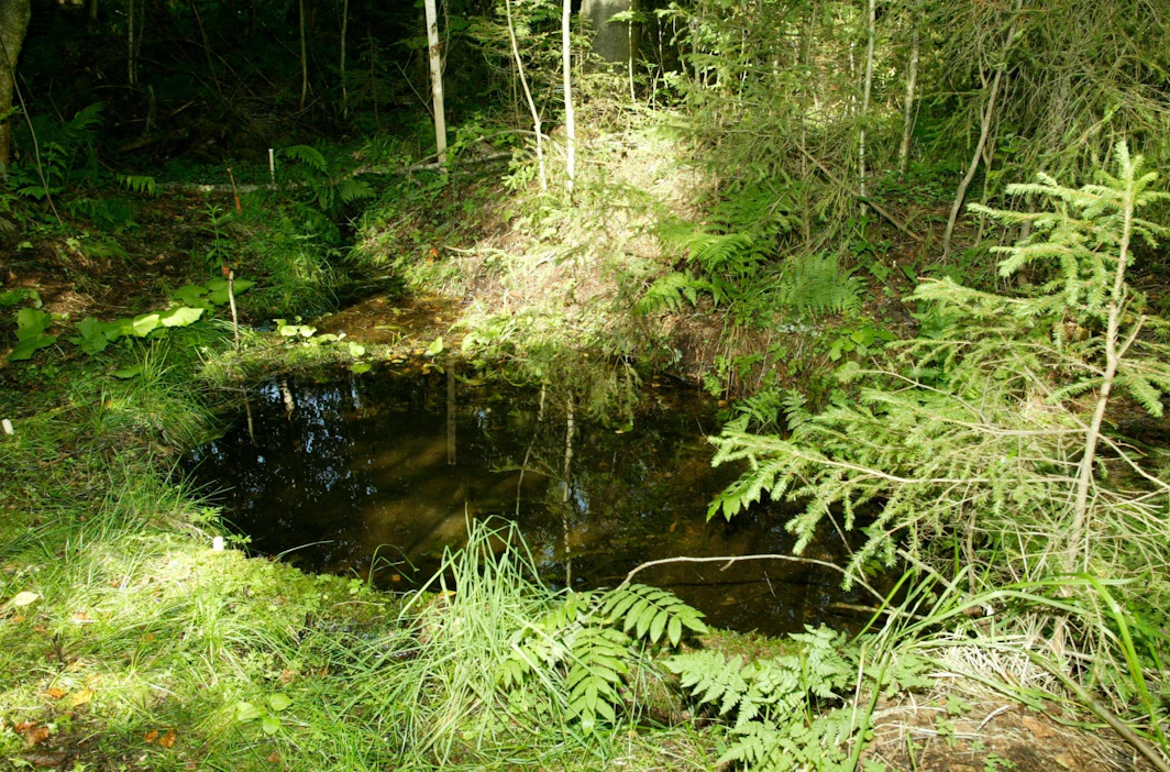 Lähteet ja lähteiköt on metsälaissa luokiteltu erityisen tärkeiksi elinympäristöiksi.