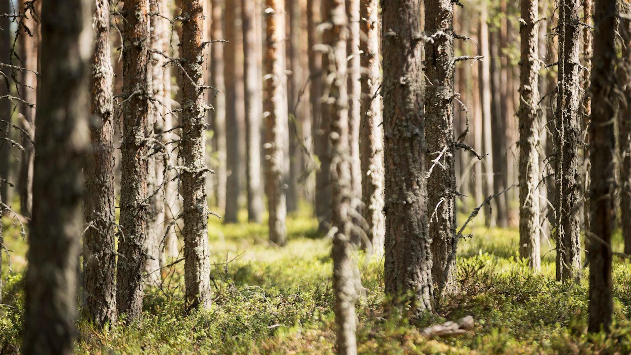 KaiCell Fibersin vuosittaiseksi puun tarpeeksi arvioidaan nyt 3–3,5 miljoonaa kuutiometriä hankevaihtoehdosta riippuen.