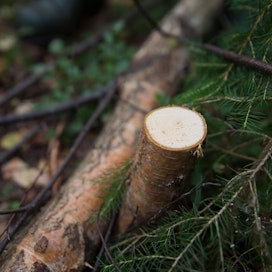 Kemera-tuki on tarkoitettu yksityisten metsänomistajien metsänhoidon tukemiseen.