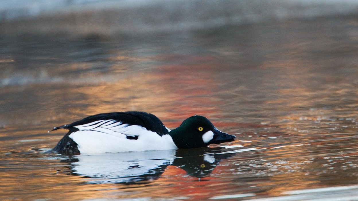 Telkkä on erityisen herkkä talvi-ilmaston vaihtelulle.