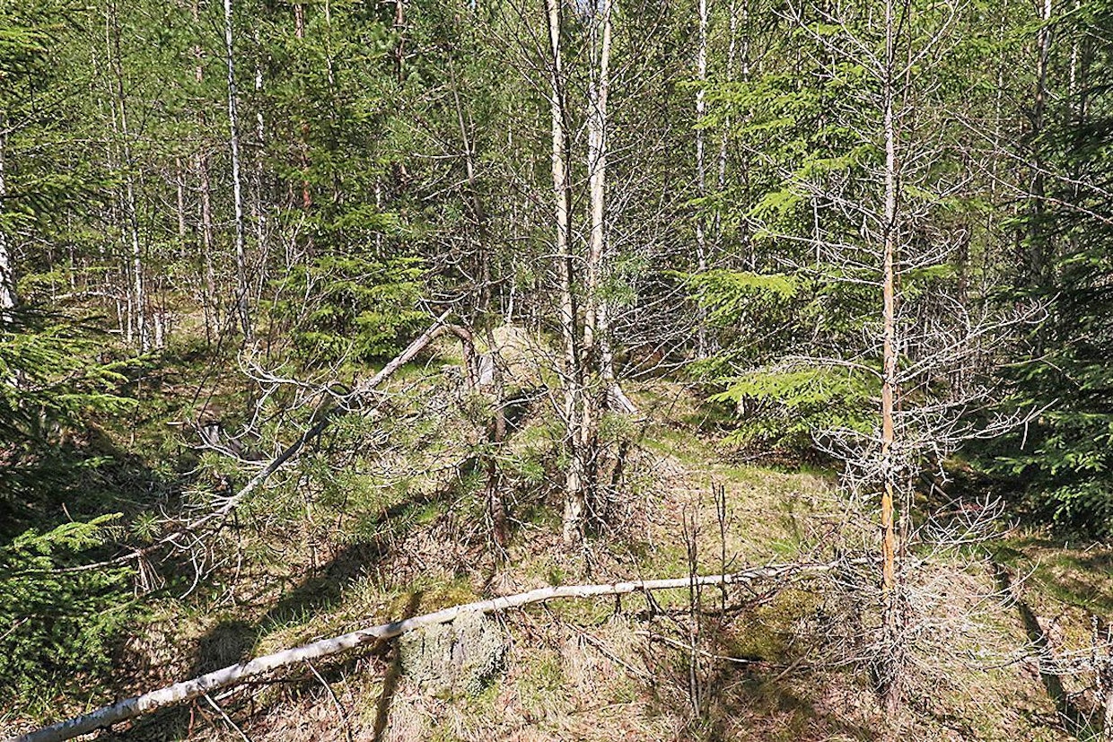 Kuvan vasemmassa laidassa on reikäperkausalan raja. Edessä oleva kohta on koko ajan käsittelemättömäksi jätetty - ja siellä lopputulos on täynnä lumen vaurioittamia taimia.