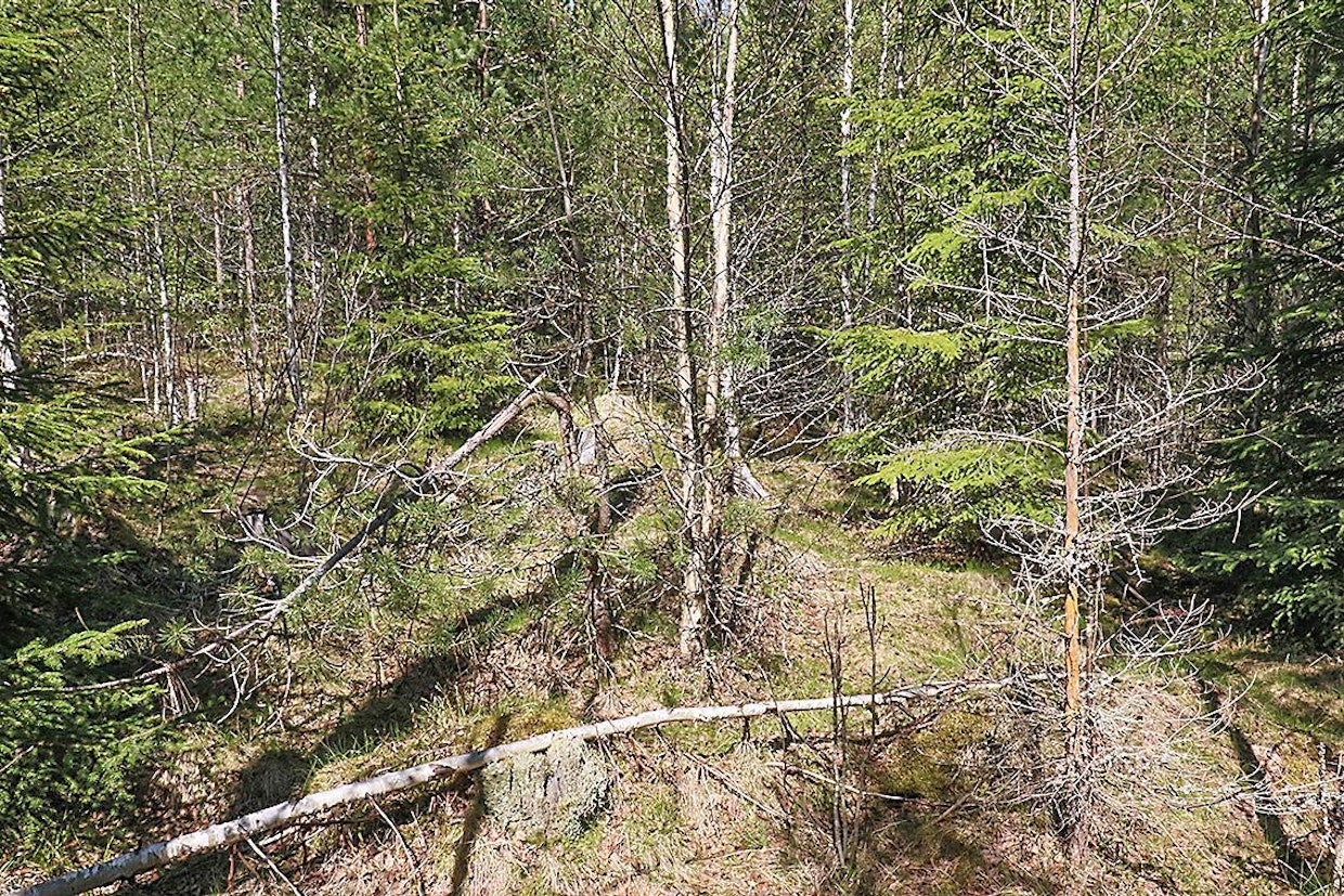 Kuvan vasemmassa laidassa on reikäperkausalan raja. Edessä oleva kohta on koko ajan käsittelemättömäksi jätetty - ja siellä lopputulos on täynnä lumen vaurioittamia taimia.