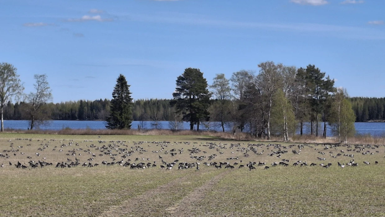 Kuva Väänäsen pellolta 9.5.2026. Taustalla Onkivesi.