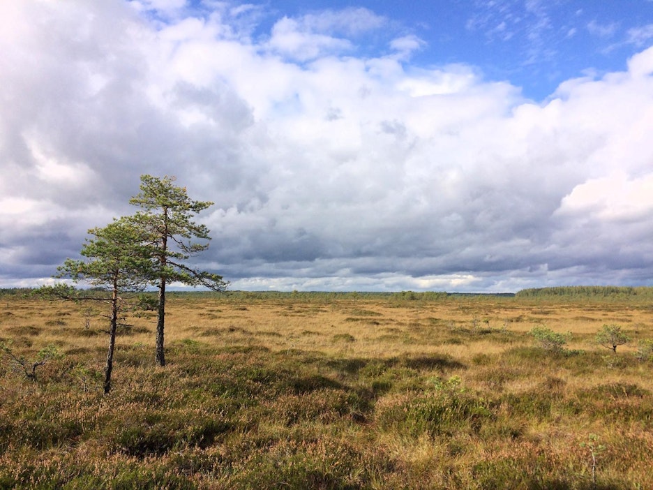 Soiden ennallistamisesta seuraa monia hyötyjä – Helmi-ohjelma helpottaa  myös yksityisten metsänomistajien ennallistamissuunnitelmia - MT Metsä -  Maaseudun Tulevaisuus