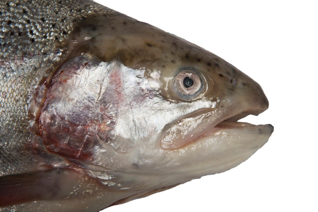 Kuvan kala ei liity tapaukseen.