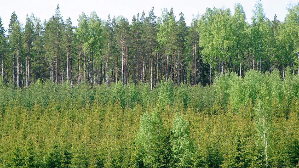Sekametsä voidaan kasvattaa eri tavoin. Kuvan taustalla eri puulajit sijaitsevat metsikössä tasaisesti, etualalla taas eri puulajeja kasvatetaan eri osissa.