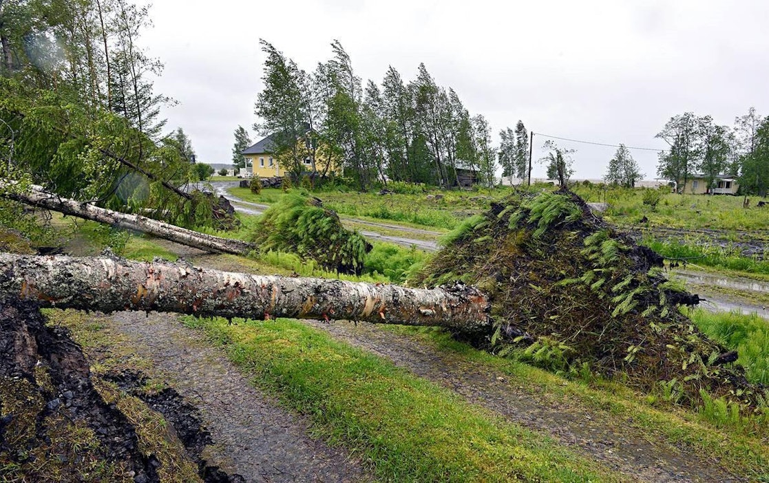 Myrskyn kaatama puu Keski-Pohjanmaalla.