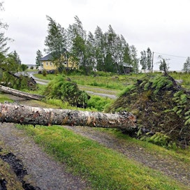 Myrskyn kaatama puu Keski-Pohjanmaalla.