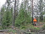 Metsuri Andrei Ilin työskentelee Haagan kaupunginosan metsässä Turun, Kaarinan ja Liedon rajalla.