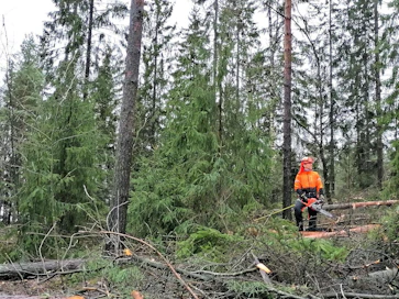 Metsuri Andrei Ilin työskentelee Haagan kaupunginosan metsässä Turun, Kaarinan ja Liedon rajalla.