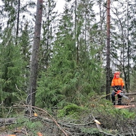 Metsuri Andrei Ilin työskentelee Haagan kaupunginosan metsässä Turun, Kaarinan ja Liedon rajalla.