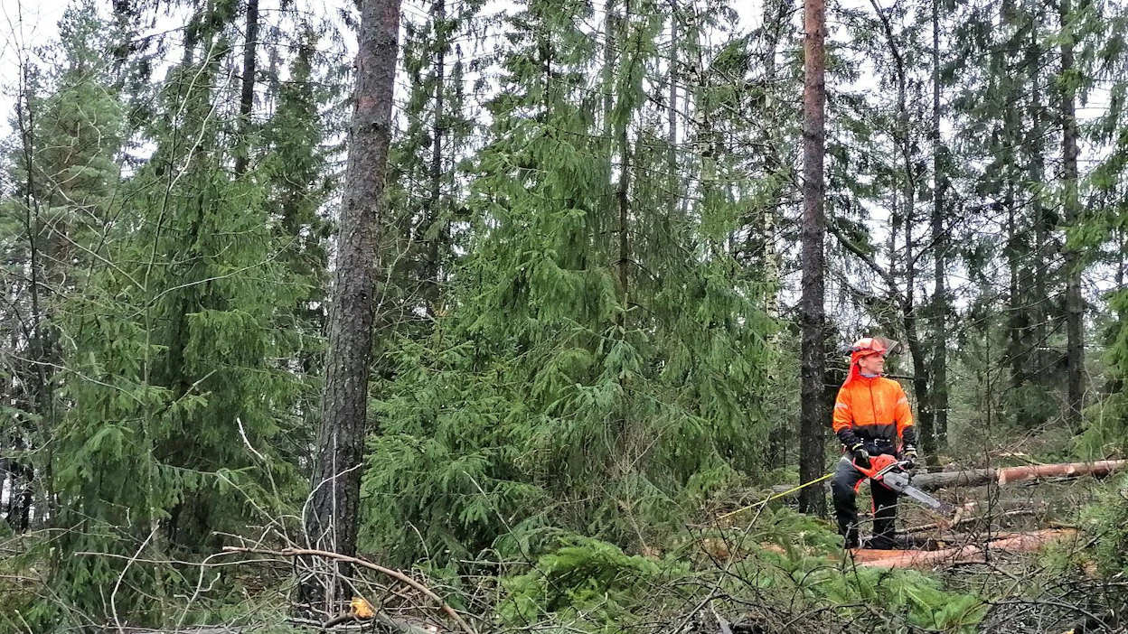 Metsuri Andrei Ilin työskentelee Haagan kaupunginosan metsässä Turun, Kaarinan ja Liedon rajalla.