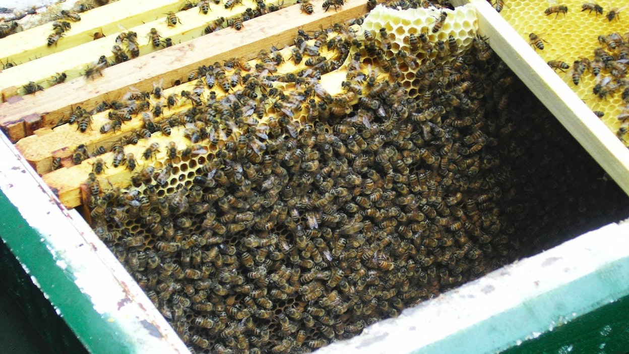 Mehiläisiä pesällään. Kuvan pesä ei liity Loimaan massakuolemiin.