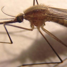 Anopheles daciae -niminen laji on sukua malariaa levittäville hyttyslajeille.