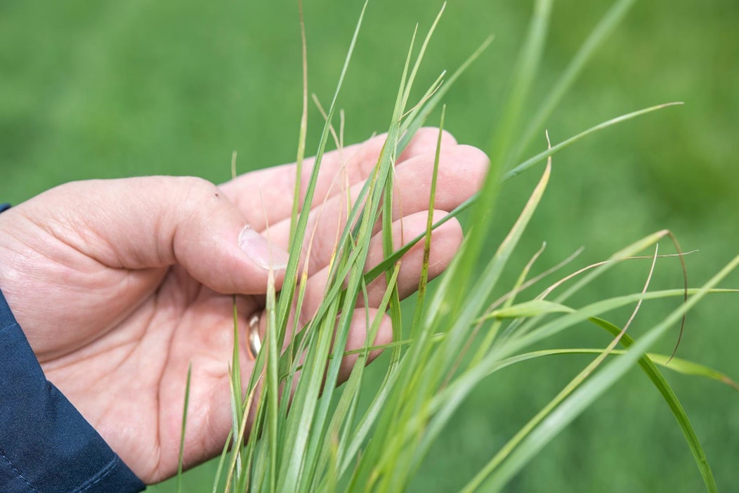 Pakkasen vahingoittamaa nurmea.