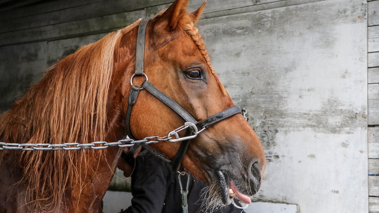 Ravikuningatar Akaasia on ensimmäistä kertaa kantavana.