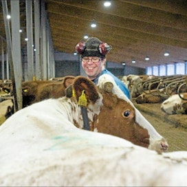Jussi (kuvassa) ja Perttu Tunkkarin pihatossa on nyt 220 lehmää, mutta paikkoja on vielä myös vapaana. Veljesten mukaan kaikki parsinavetasta ostetut lehmät eivät sopeudu pihattoelämään. Elina Paavola