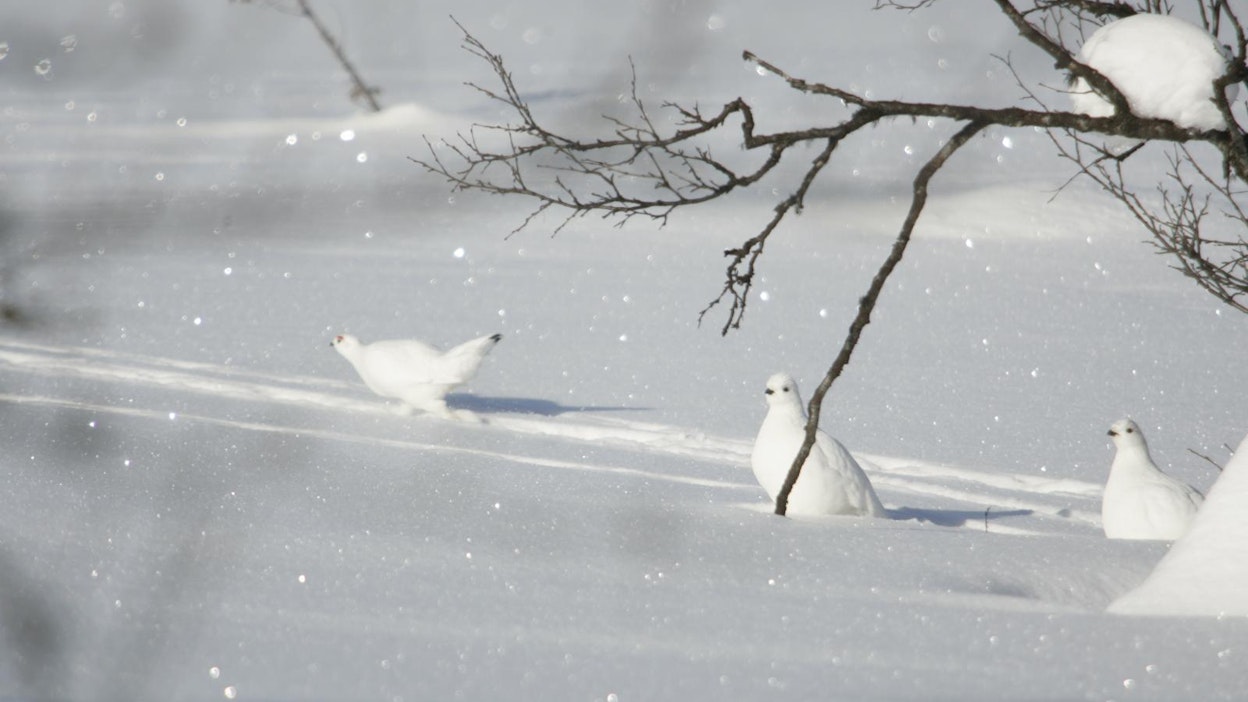 Talvipukuisia riekkoja Enontekiöllä.