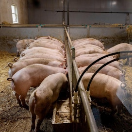 Suomessa sianlihan hinta on alkuvuodesta vahvistunut. Kustannusnousua se ei vielä paikkaa.
