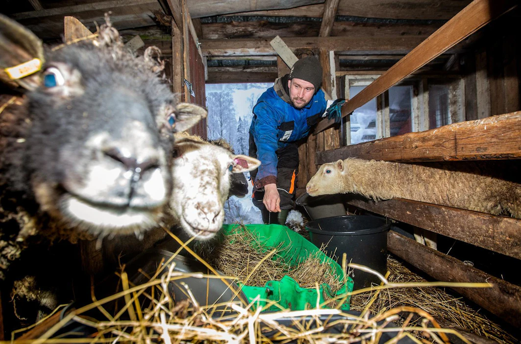 Hiljasen perheessä tavoitellaan mahdollisimman suurta omavaraisuutta. Lampaiden määrää tilalla on kuitenkin karsittu. Hedelmälliset kainuunharmakset (edessä) ovat huonon ajoituksen mestareita. "Hirvee ressi. Jos johonkin lähden, nämä alkavat taatusti poikimaan", Heikki Hiljanen sanoo.