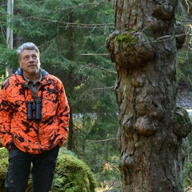 Turun yliopistossa työskentelevä Ari Karhilahti on kohdannut monia metsien kummajaisia. Mukuramännyn rungossa mukuroita voi olla harvassa tai vieri vieressä.
