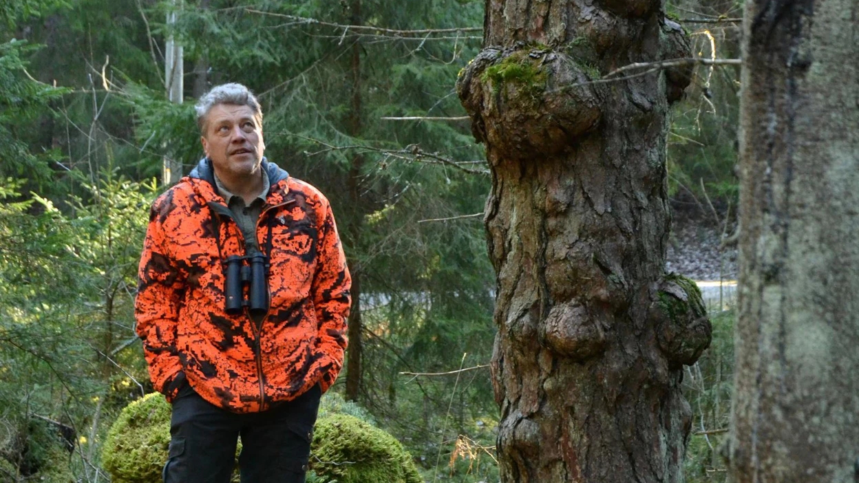 Turun yliopistossa työskentelevä Ari Karhilahti on kohdannut monia metsien kummajaisia. Mukuramännyn rungossa mukuroita voi olla harvassa tai vieri vieressä.