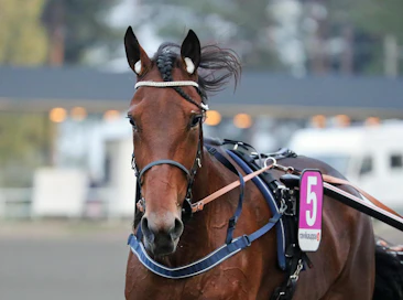 Onko tässä Timo Nurmoksen ja kasvattaja West Breedinginkin uusi klassinen ikäluokkavoittaja? Gloria Web on yksi Nurmoksen tallin kolmikosta Kriteriumin finaalissa Teivossa lauantaina.