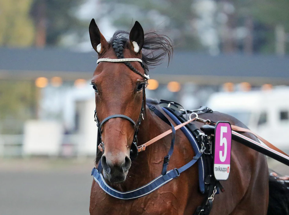 Onko tässä Timo Nurmoksen ja kasvattaja West Breedinginkin uusi klassinen ikäluokkavoittaja? Gloria Web on yksi Nurmoksen tallin kolmikosta Kriteriumin finaalissa Teivossa lauantaina.