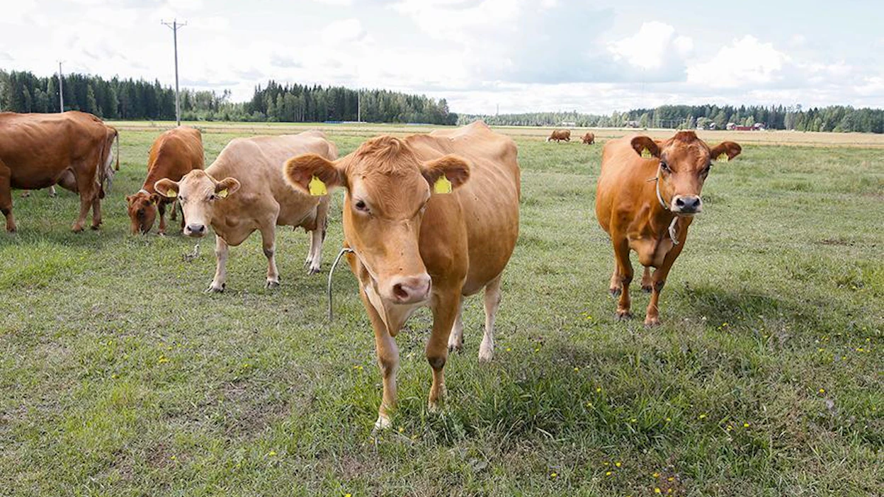 Oliko tämä sitä Abbaa? Tänä kesänä Keron luomutilan lehmät kuulivat ensimmäistä kertaa saksofonin soittoa, kun 10-vuotias Jasper halusi soittaa lehmille Sastamalassa. Kuvan lehmät eivät liity videoon.