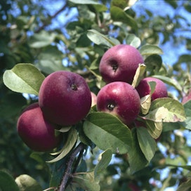 Suomessa eniten viljelty omenalajike Lobo on nyt parhaimmillaan.
