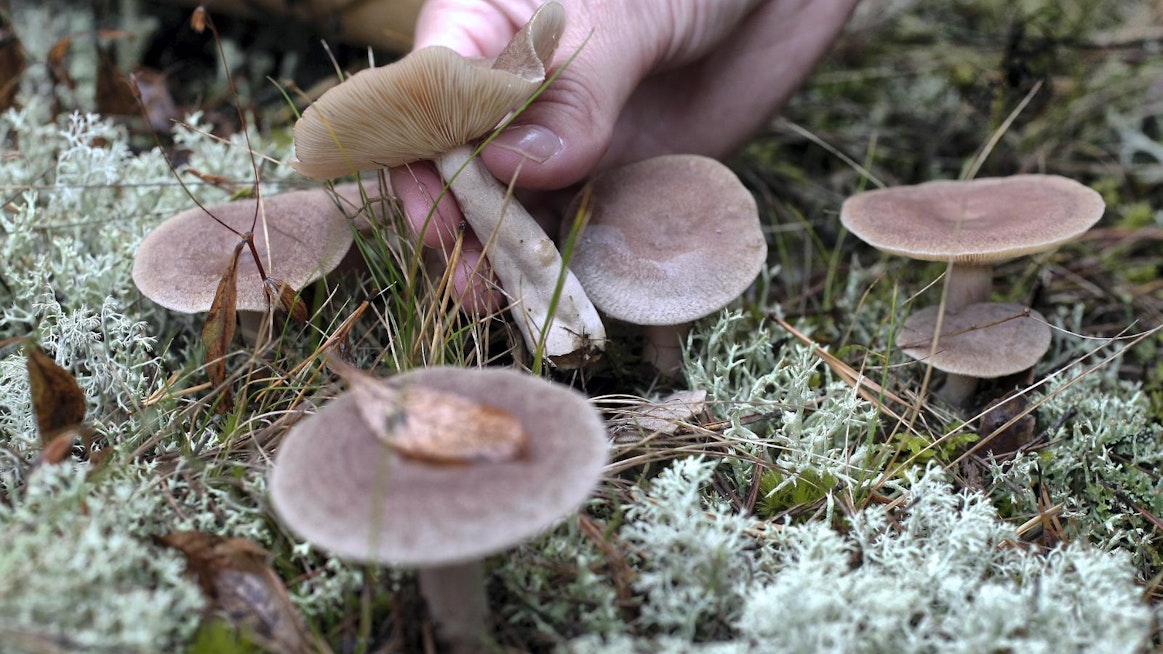 Viime vuosina sienitutkijat ovat saaneet selvyyttä siihen, että puut ja sienet keskustelevat yhteisellä kemiallisella kielellä.