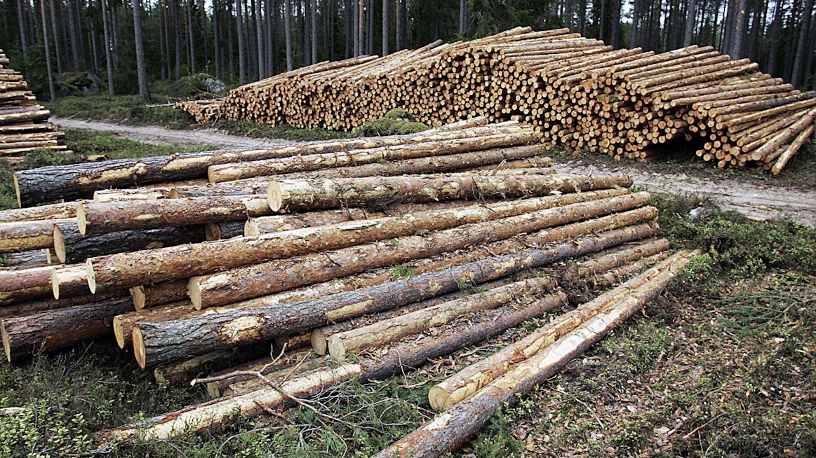 Luonnosten mukaan metsänomistajien tulisi jättää 20 prosenttia metsistään talouskäytön ulkopuolelle.