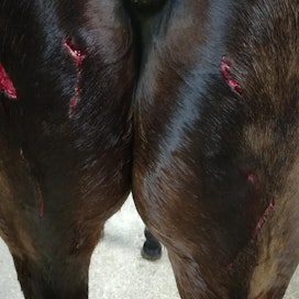 Hevosen takapäähän tuli syviä haavoja. Ne ovat hankalassa paikassa tulehtumisvaaran vuoksi.