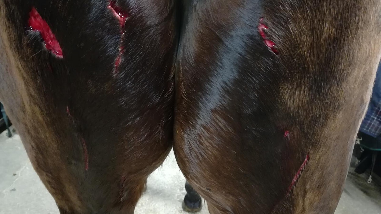 Hevosen takapäähän tuli syviä haavoja. Ne ovat hankalassa paikassa tulehtumisvaaran vuoksi.