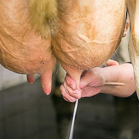 Norjassa hallitus ja tuottajajärjestöt neuvottelevat vuosittain hinnan, jolla meijerit myyvät maitoa teollisuudelle.