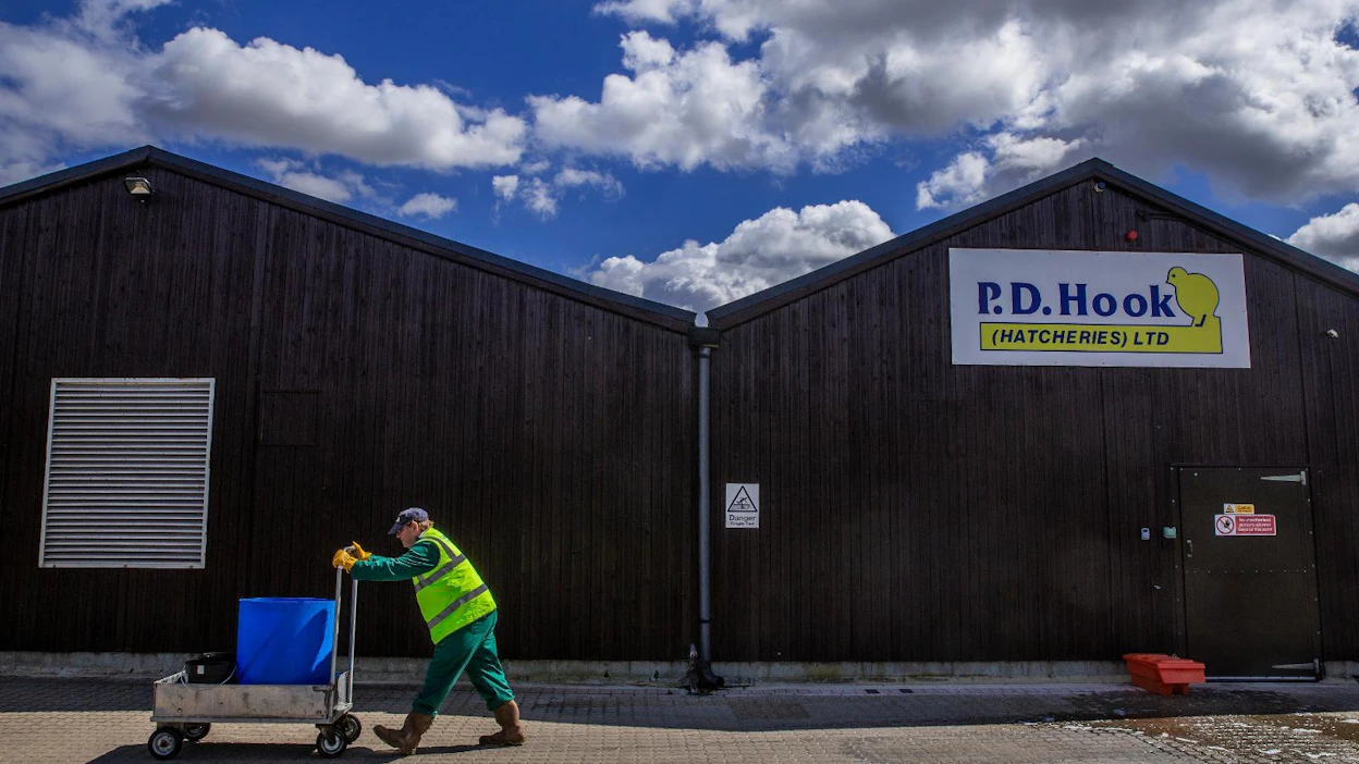 Britannian elintarvikesektori kärsii brexitin tuomista vientirajoituksista. Kuvassa hautomo.