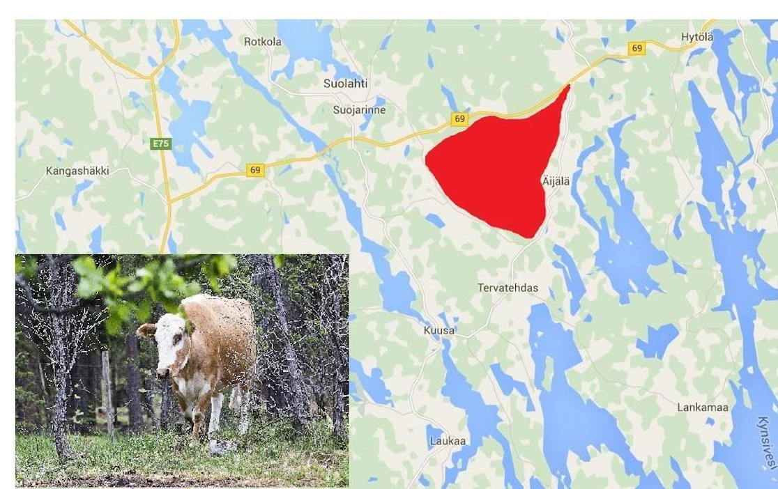 Hiehot liikkuvat Äijäläntien ja Kantatie 69:n välissä. Kuvan kyyttö ei liity tapaukseen.
