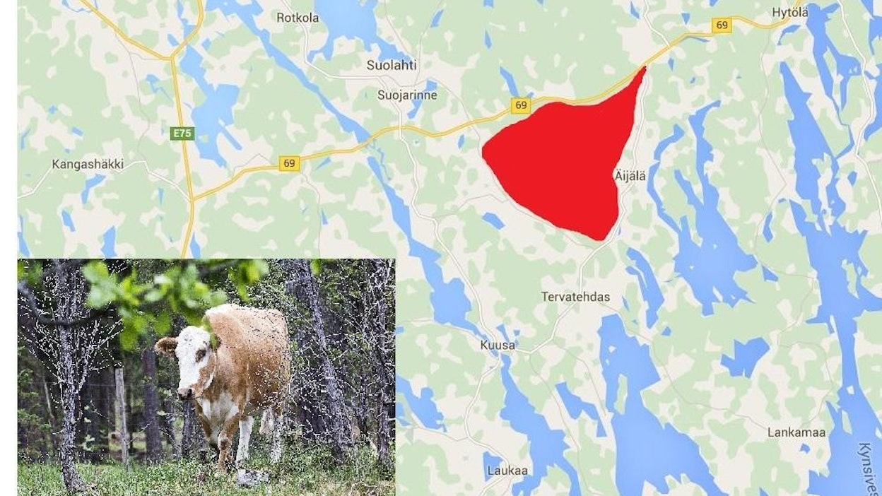 Hiehot liikkuvat Äijäläntien ja Kantatie 69:n välissä. Kuvan kyyttö ei liity tapaukseen.