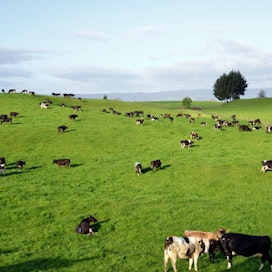 Maidontuotannon kasvu Euroopassa on ajanut tuotannon vähentämiseen Uudessa-Seelannissa.