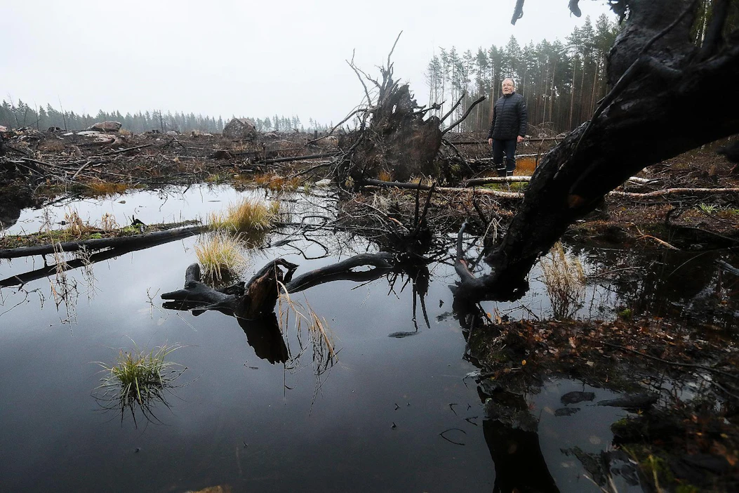 Palaneet puut korjattiin pois viime kesänä. ”Suuri osa puista oli tuolloin jo kaatunut”, Raimo Hyytiä kertoo.