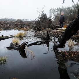 Palaneet puut korjattiin pois viime kesänä. ”Suuri osa puista oli tuolloin jo kaatunut”, Raimo Hyytiä kertoo.