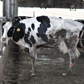 Lehmiä pidettiin ruotsalaistilalla siivottomissa oloissa. Kuvituskuva, kuvan lehmä on brasilialaiselta maitotilalta.