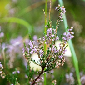 Kanerva on tuttu näky suomalaisessa metsässä. Mutta vaatiiko sen kukkien keruu maanomistajan luvan?
