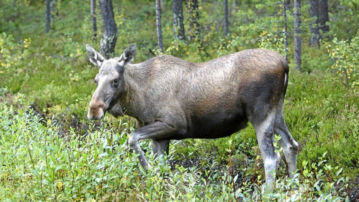 Hirvet ovat etenkin mäntytaimikon tuholaisia
