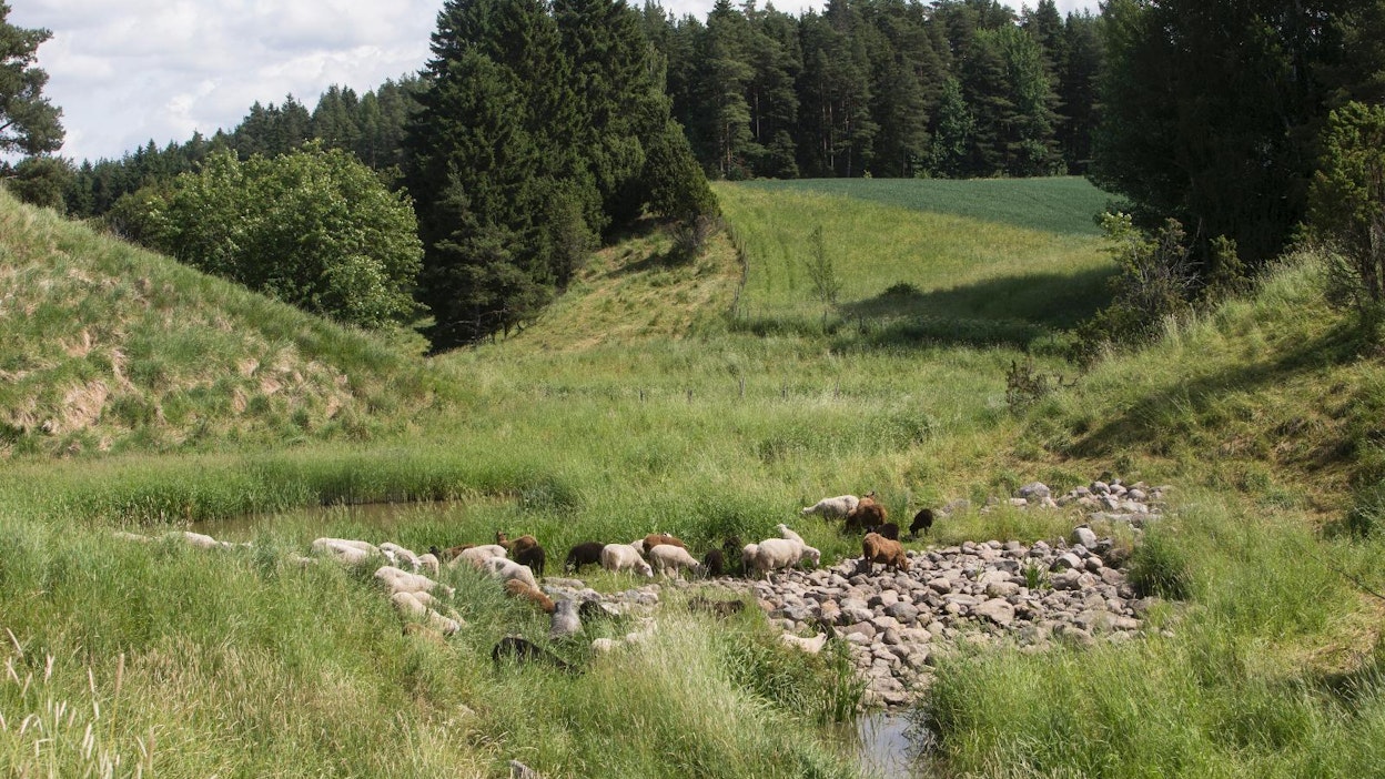 Padottu kosteikkoalue tarjoaa lampaille vaihtelevan ympäristön ja luonnollista suojaa.