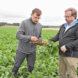 Sami-Jussi Talpila (vas.) ja Kaarlo Siukola toteavat, että Conviso Smart -viljelymenetelmä on toiminut Talpilan 12 hehtaarin sokerijuurikaspellolla. Odotuksissa on 40-50 tonnin hehtaarisato.
