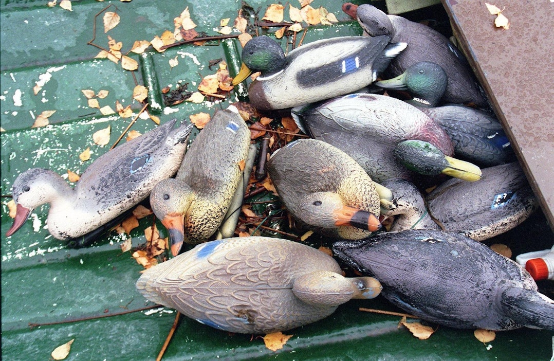 Vesilintujen houkutuslintuja.