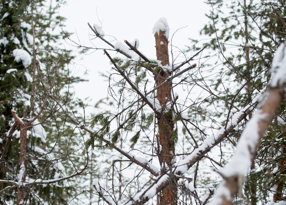 Viime vuonna lumituhoja sattui etenkin Pohjois-Pohjanmaalla.
