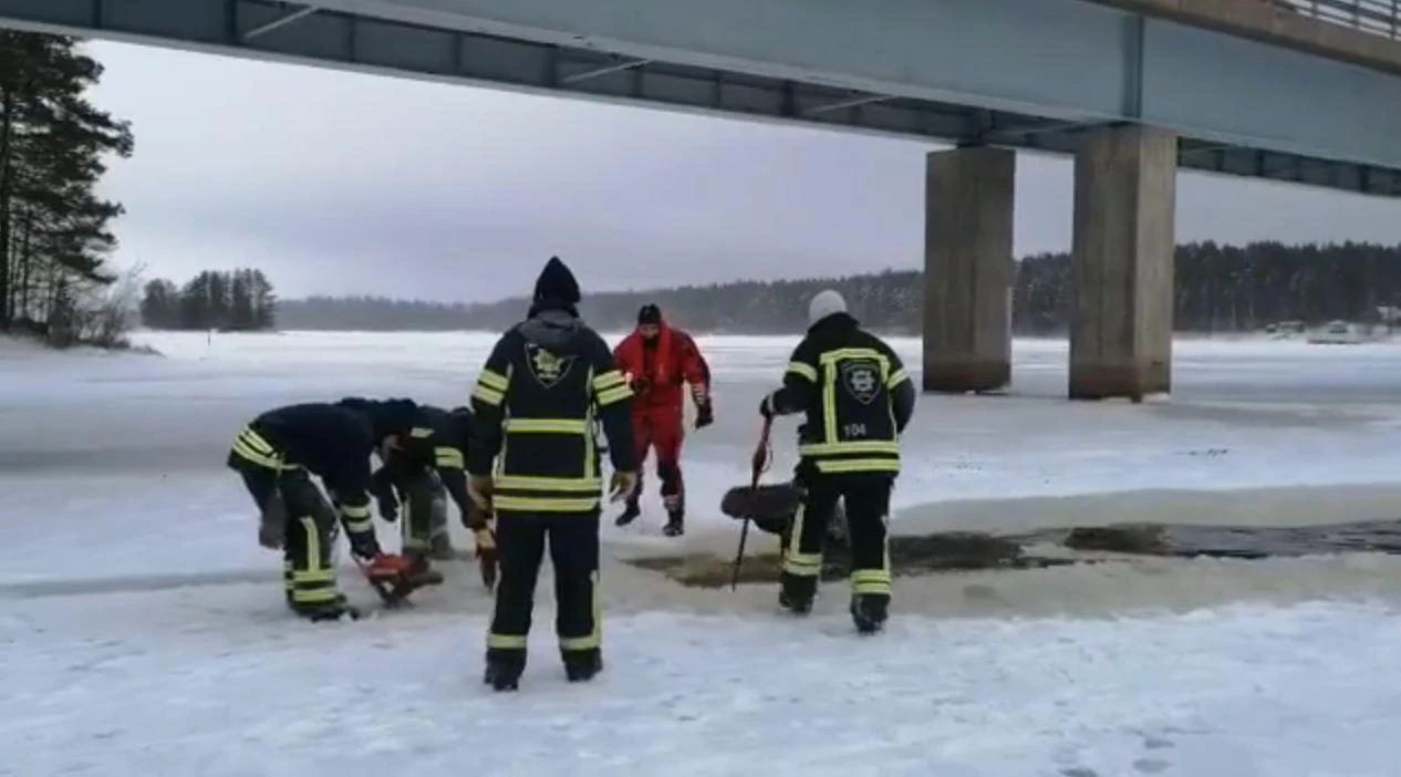 Kun pelastussuunnitelma saatiin tehtyä, hirvihanke edistyi reippaasti. Hirvikään ei moottorisahan pärinää vierastanut.